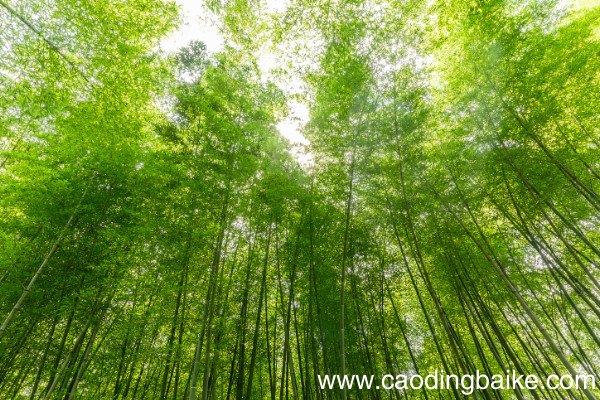 小暑六月节全文带拼音小暑六月节古诗文翻译