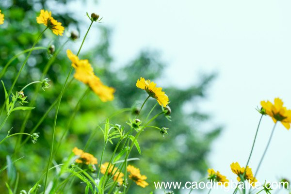 小暑六月节全文带拼音小暑六月节古诗文翻译