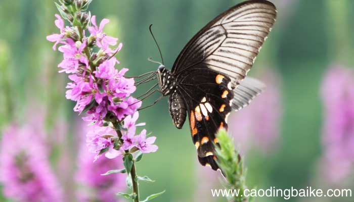 庄周梦蝶的真正寓意是什么 庄周梦蝶的意思和寓意