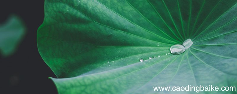 小荷指的是荷叶还是荷花 《小池》原文及译文