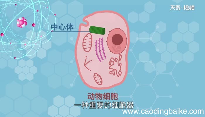 中心体与细胞的什么有关 中心体和细胞的什么有关系