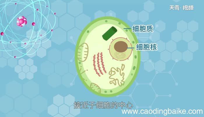 中心体与细胞的什么有关 中心体和细胞的什么有关系