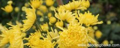 古诗菊花拼音版 菊花注音版古诗元稹