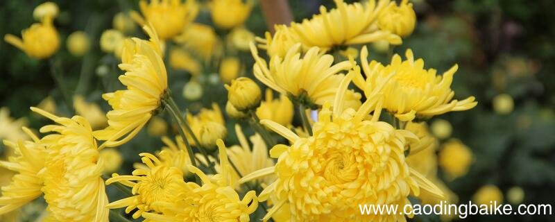 古诗菊花拼音版 菊花注音版古诗元稹