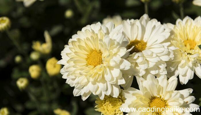 古诗菊花拼音版 菊花注音版古诗元稹