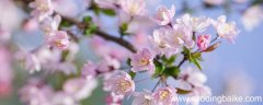 我爱花城是按什么顺序写的中心句是 我爱花城是按什么顺序写的
