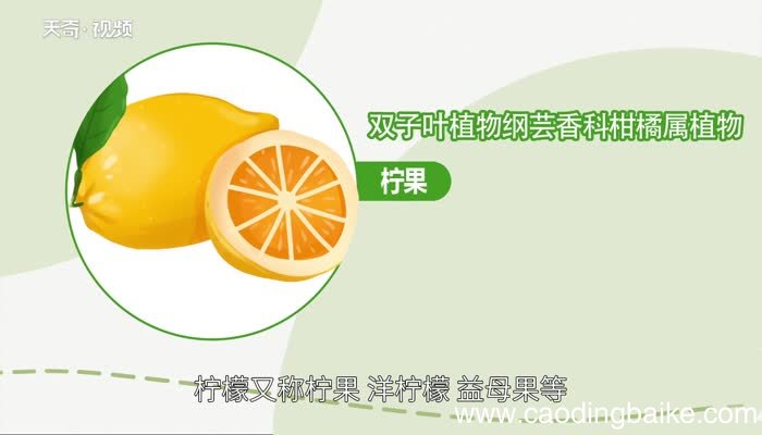 柠檬的意思 柠檬的意思是什么