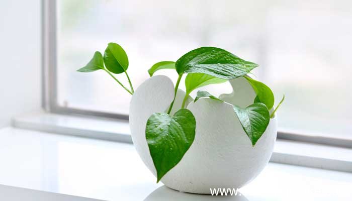 异面叶名词解释 异面叶名词解释植物学