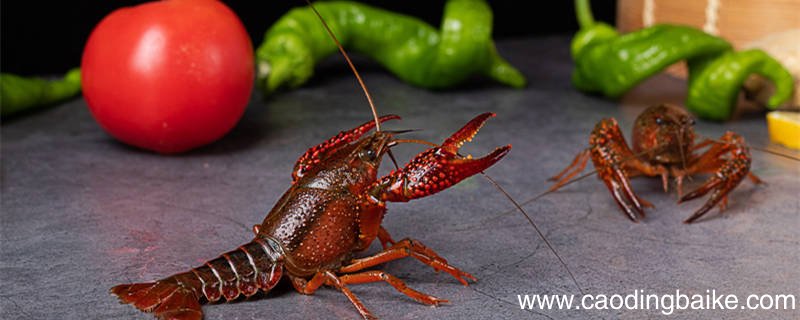 小虾一文介绍了小虾的哪些特点 小虾一文的作者是谁