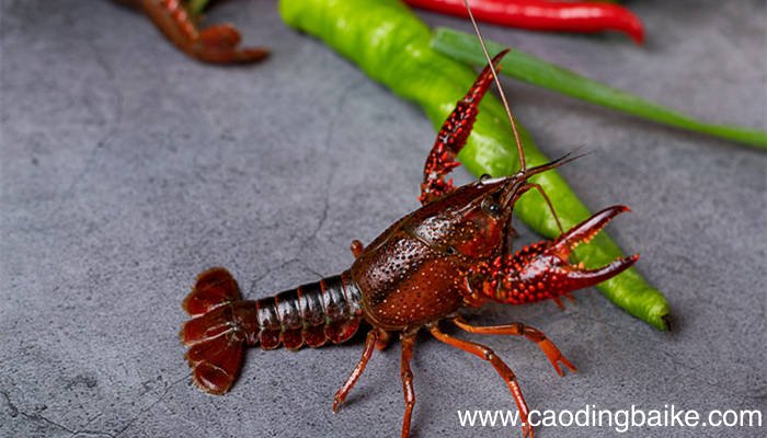 小虾一文介绍了小虾的哪些特点 小虾一文的作者是谁