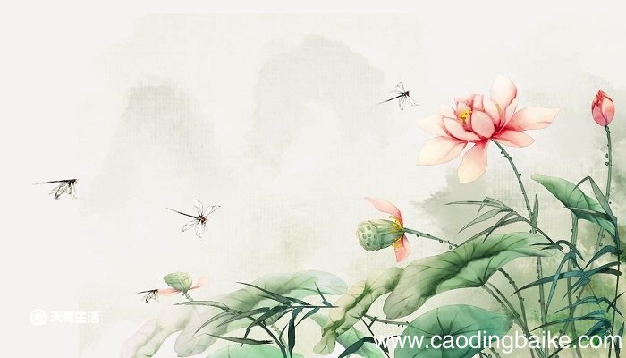 小池表达了诗人对自然景物的什么之情 古诗小池表达了诗人对自然景物的什么之情