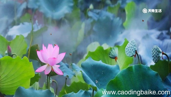 晓出净慈寺送林子方题目意思 晓出净慈寺送林子方题目意思是什么
