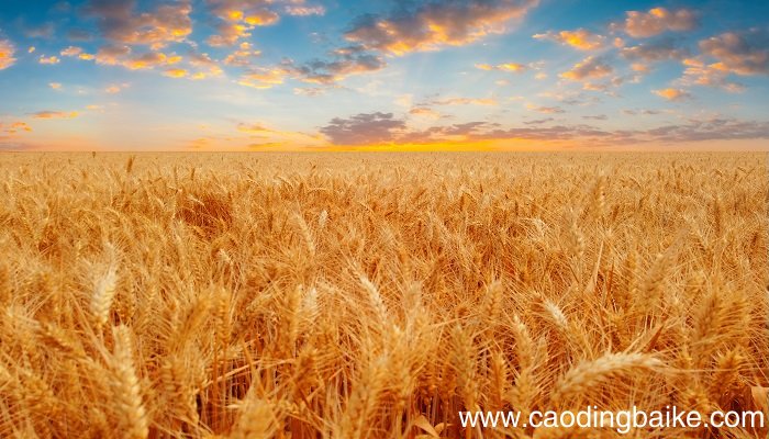 形容麦子的优美句子 关于小麦的优美的句子