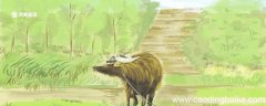 庖丁解牛告诉了我们什么道理 庖丁解牛告诉了我们一个什么道理