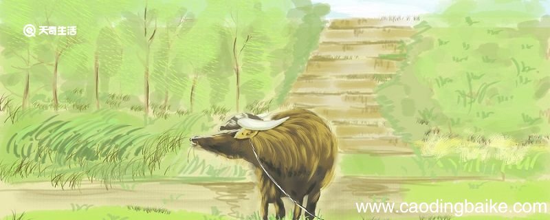 庖丁解牛告诉了我们什么道理 庖丁解牛告诉了我们一个什么道理