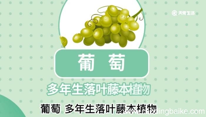 葡萄的意思 锁锁葡萄的意思