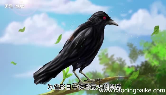 乌鸦的意思 乌鸦是什么意思