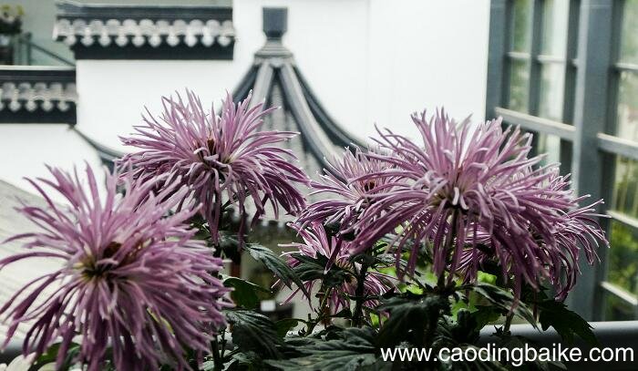 古诗行军九日思长安故园的翻译 行军九日思长安故园的翻译简短