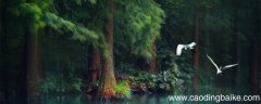 绝句中鸣叫的黄鹂飞翔的白鹭高山的什么 绝句表达的思想感情