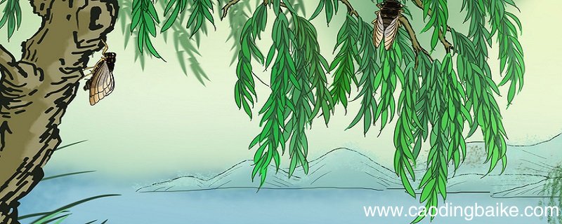 蝉古诗的意思和诗句 蝉古诗的诗意