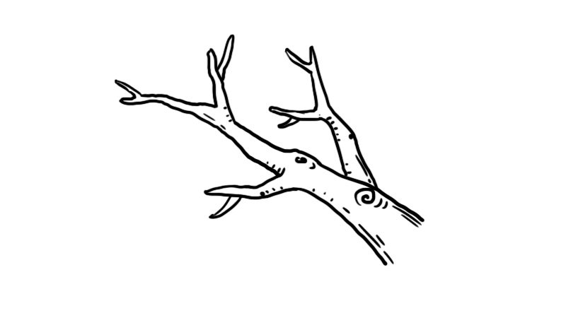 树枝简笔画