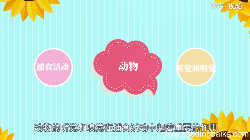 羊是色盲吗 羊是不是色盲