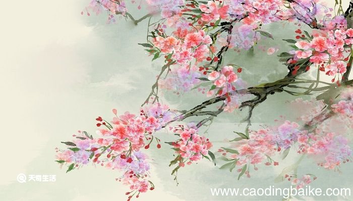 花非花是哪位诗人所写 花非花是谁写的诗