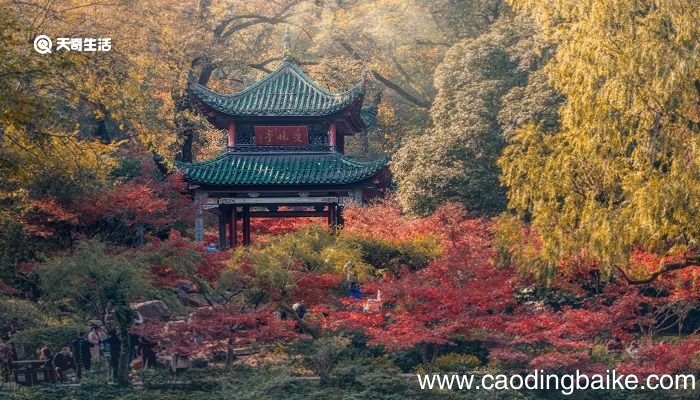 秋夜将晓出篱门迎凉有感表达了什么感情 秋夜将晓出篱门迎凉有感表达的情感