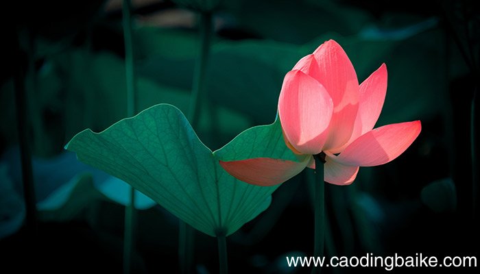 何尽已无擎雨盖,菊残犹有傲霜枝的意思 何尽已无擎雨盖,菊残犹有傲霜枝的翻译