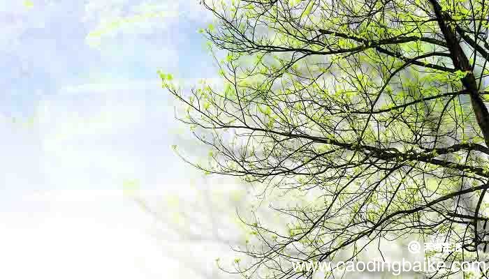 咏柳采用了什么修辞手法 贺知章咏柳中的修辞手法