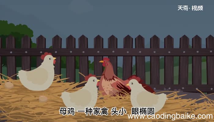 母鸡的意思 母鸡什么意思