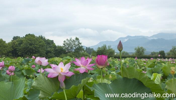 荷花这篇课文作者采用什么手法 荷花课文用的修辞手法