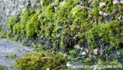 《苔》的拼音古诗 《苔》古诗拼音版