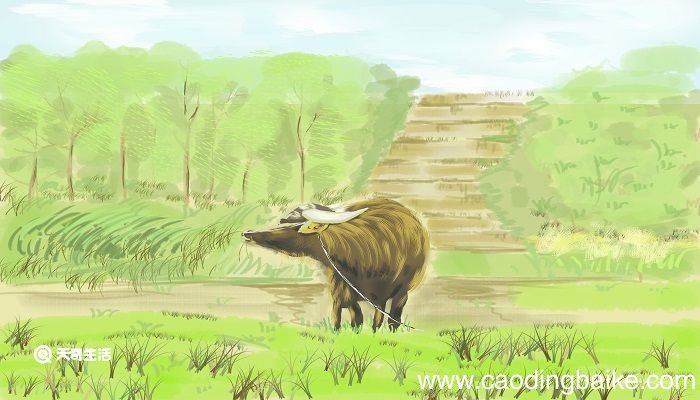 庖丁解牛翻译逐字逐句 庖丁解牛每句每字翻译