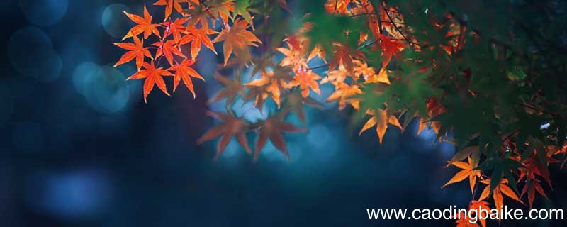 枫叶红的诗句 枫叶红的诗句有哪些