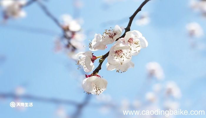 花红易衰似郎意水流无限似侬愁是什么意思 水流无限似侬愁的意思