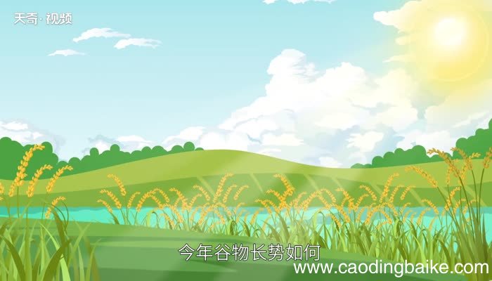 六月六看谷秀啥意思 六月六看谷秀的意思