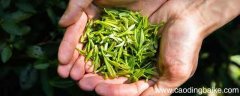 清莲与青莲的区别 清莲与青莲有什么区别