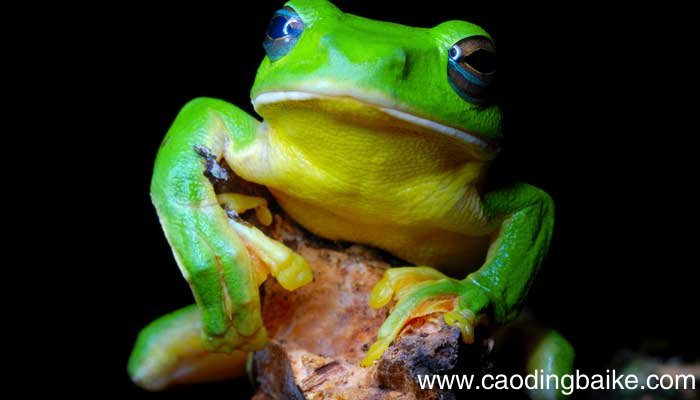 林蛙是国家保护动物吗林蛙是国家级保护动物吗