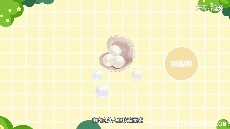 珍珠有核和无核的区别 珍珠有核和无核的差别