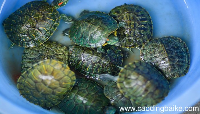 海龟的神态描写 怎么描写海龟的神态