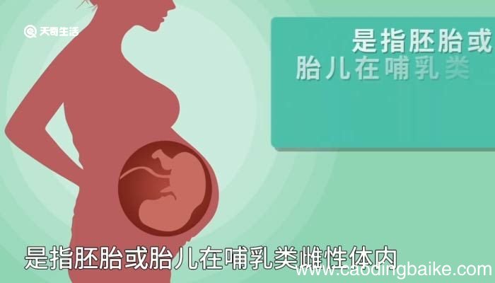 妊娠的意思 妊娠意思是什么