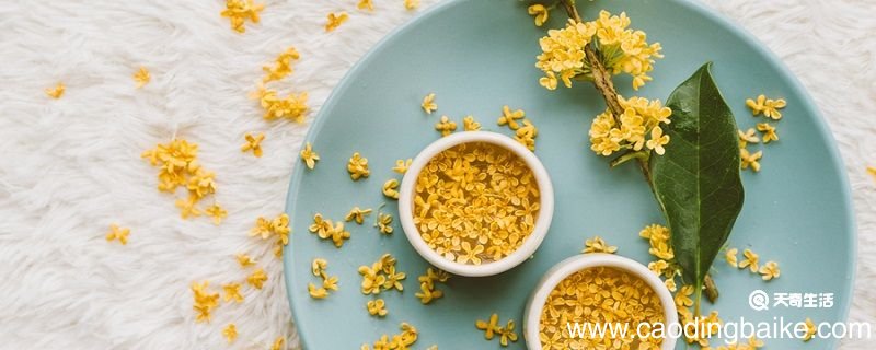 秋花之香者莫能如桂文言文翻译 桂的译文