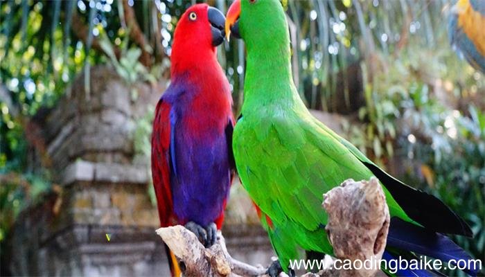 幽禽指的是什么鸟幽禽指的是哪种鸟