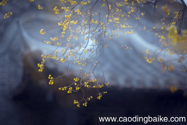 寒食古诗拼音版寒食古诗的意思