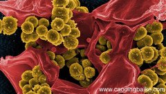 原核细胞的细胞壁主要成分 原核细胞的细胞壁主要成分是什么