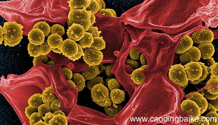 原核细胞的细胞壁主要成分 原核细胞的细胞壁主要成分是什么