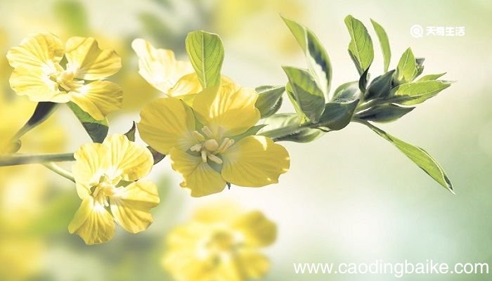 少壮不努力老大徒伤悲是谁说的 少壮不努力老大徒伤悲是谁说的名言