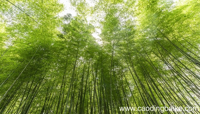 幽篁深林明月这些景物描绘了一幅怎样的图景幽篁深林明月这些景物描绘出了一幅什么图景