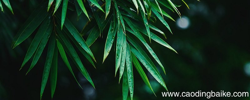 幽篁深林明月这些景物描绘了一幅怎样的图景幽篁深林明月这些景物描绘出了一幅什么图景